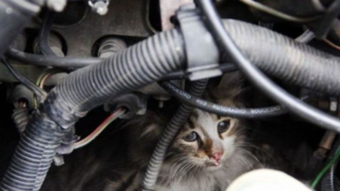 Yıkamaya getirilen otomobilin motorundan 3 yavru kedi çıktı