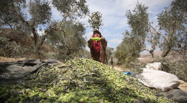Zeytin hasadını sürdüren Filistinli çiftçiler, Yahudilerin yağmalamasından tedirgin