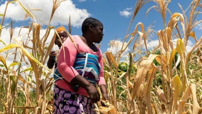 Zimbabve gıda güvenliği kriziyle karşı karşıya