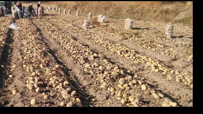 1 dönüm arazi üzerine ekilen patatesten 10 ton ürün alındı!
