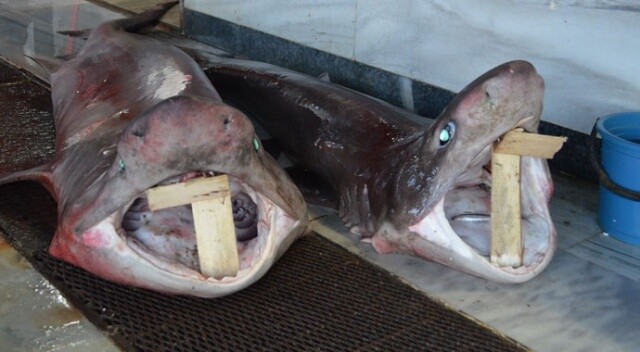 Balıkçıların avladığı balık köpek balığı çıktı
