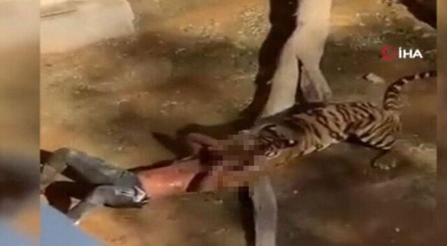Korkunç! Hayvanat bahçesinde kaplan bir adama saldırdı