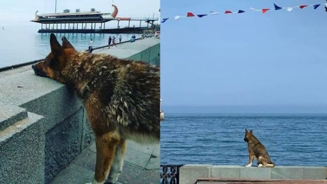 Ölen sahibinin dönmesini 9 yıl bekleyen köpek: Kırım’ın Haçiko’su