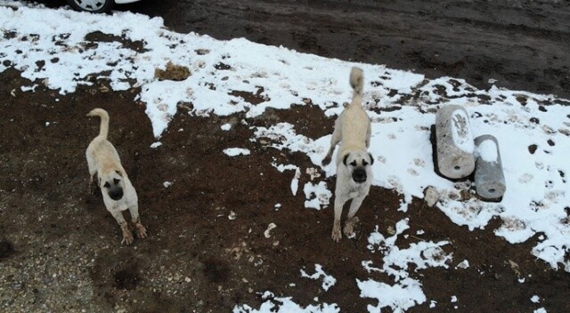 Sürüyü koruyan çoban köpeklerinin drone ile imtihanı