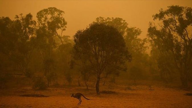 Avustralya&#039;daki yangınlarda itfaiyeciler Wollemi çamlarını korumayı başardı