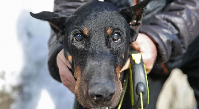 Bakan Pakdemirli&#039;nin sahip çıktığı köpek Bobo katarakt ameliyatı oldu