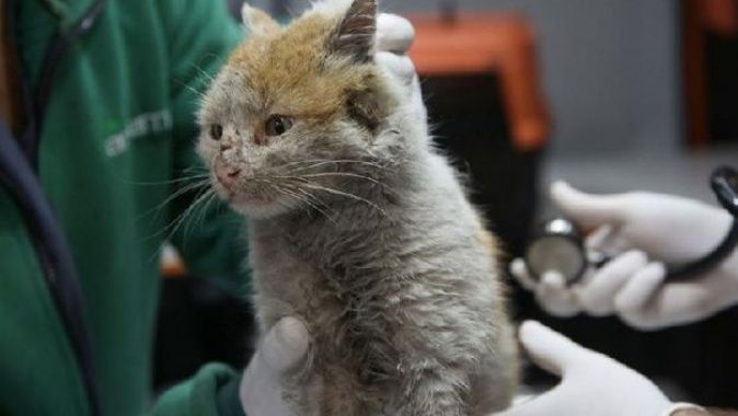 Enkaz altından çıkarılan kedi Antalya&#039;ya getirildi