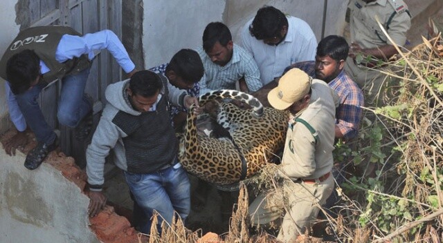 Hindistan&#039;da bir eve leopar girdi! Büyük panik yaşandı