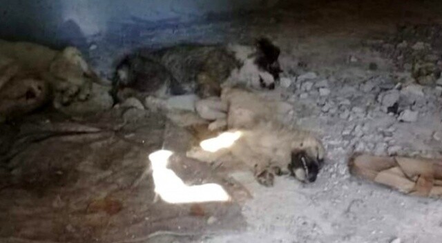 İzmir&#039;de 12 yavru köpeğin zehirlenerek öldürüldüğü iddiası