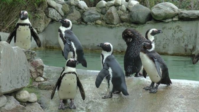 Hayvanat bahçesinde penguenlere çipli takip