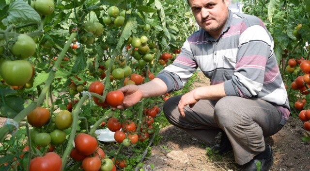Rusya&#039;nın domates alım kotasını artırması Akdenizli ihracatçıları sevindirdi
