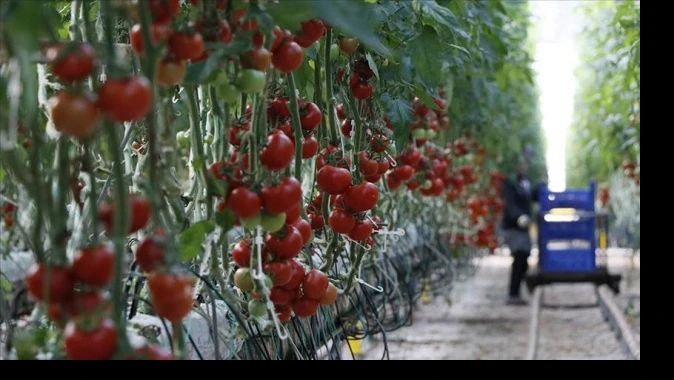 Rusya&#039;nın Türkiye&#039;den domates alım kotasını artırması ihracatçıyı sevindirdi
