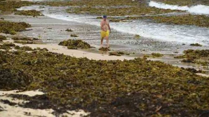 Sidney&#039;in ünlü plajını deniz yosunları kapladı