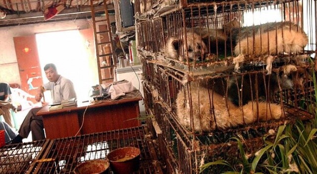 Çin Büyükelçiliğinden ‘vahşi hayvan pazarının yeniden açıldığı’ iddialarına yalanlama