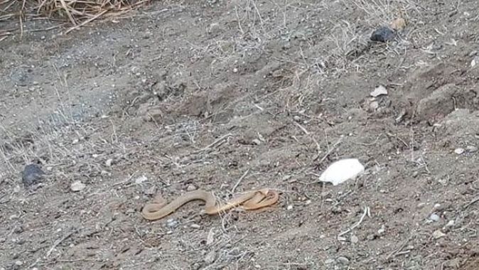 Iğdır’da bir eve giren yılan yakalanarak doğaya bırakıldı