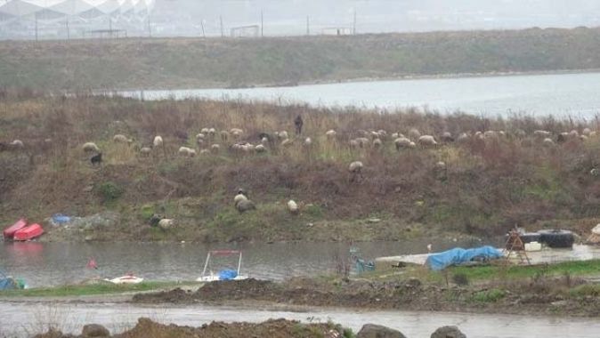 Trabzon&#039;da boş kalan sahiller koyun sürüsüne kaldı
