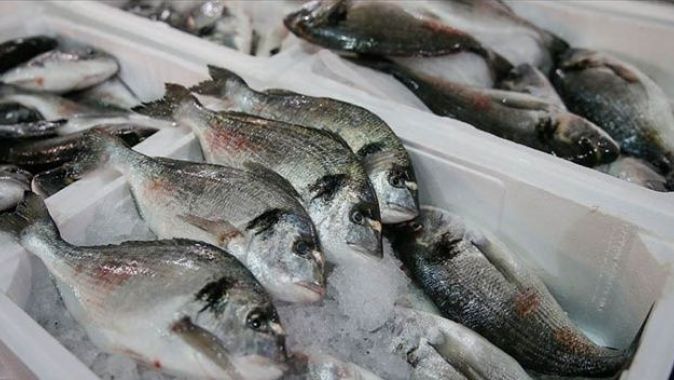Balık tüketim kampanyasıyla zincir marketlerde çipura ve levrek maliyetine satılacak