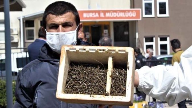 Bursa&#039;da binlerce arının şok eden ölümü...Ölen arılarıyla müdürlüğe geldiler