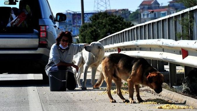 Çeşme&#039;deki sokak hayvanları kısıtlama günlerinde aç kalmıyor