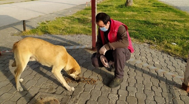 Hatay’da sokak hayvanlarına yiyecek ve mama desteği