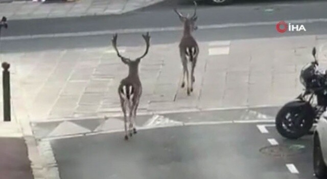 Paris sokaklarına geyikler indi
