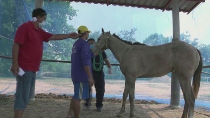 Tayland’da Afrika at vebası salgını patlak verdi: 200 at telef oldu