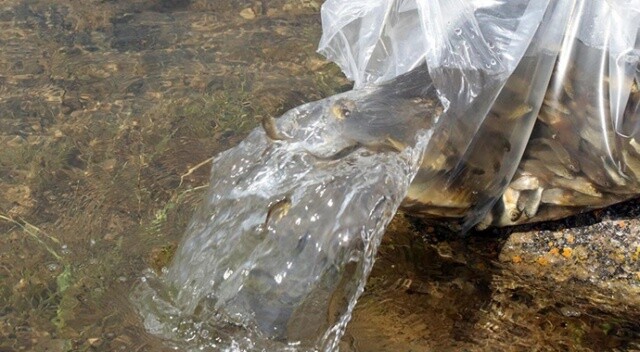 Bitlis’teki Nazik ve Aygır göllerine 70 bin yavru balık bırakıldı