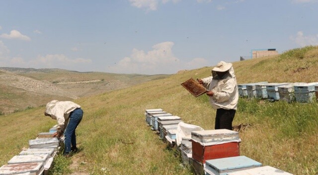 Kilosu 5 bin liraya çıkınca arıcılar propolise yöneldi