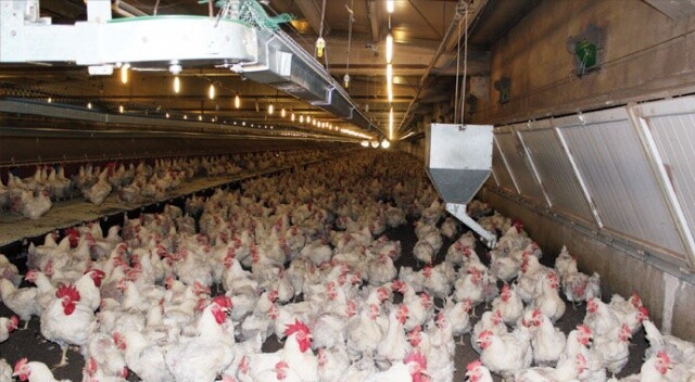 Koronavirüs tavuk ve yumurta sektörünü de vurdu