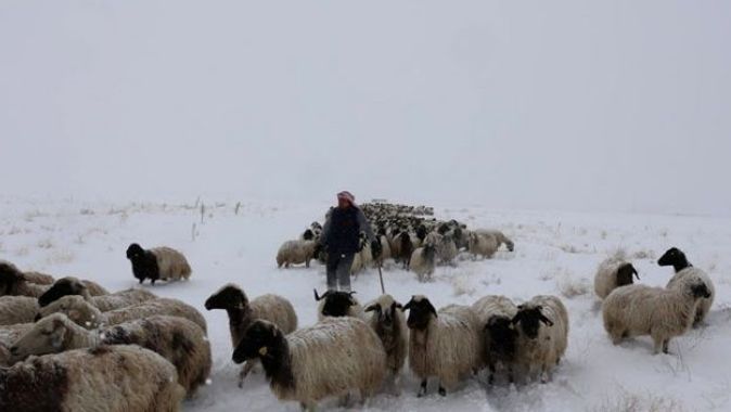 Koyunlarını yaylaya çıkaran vatandaşa Mayıs ayında kar ve tipi sürprizi