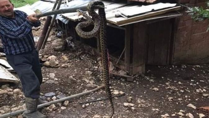 Kümesten 2,5 metrelik yılan çıktı
