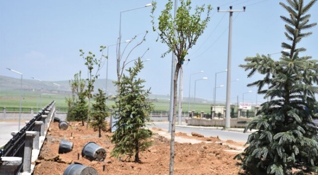 Tatvan’da 250 ağaç toprakla buluştu