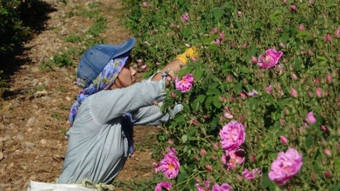 Türkiye’nin gül bahçesinde turizmsiz hasat başladı