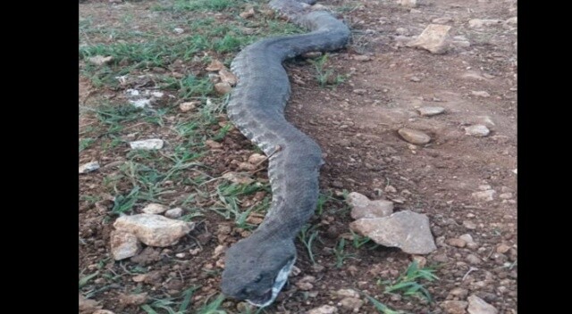 Ahıra girmek isteyen 3 metrelik engerek yılanı öldürüldü