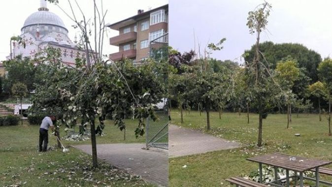 Gebze&#039;de ıhlamur toplamak isteyen vatandaşlar ağaçları parçaladı
