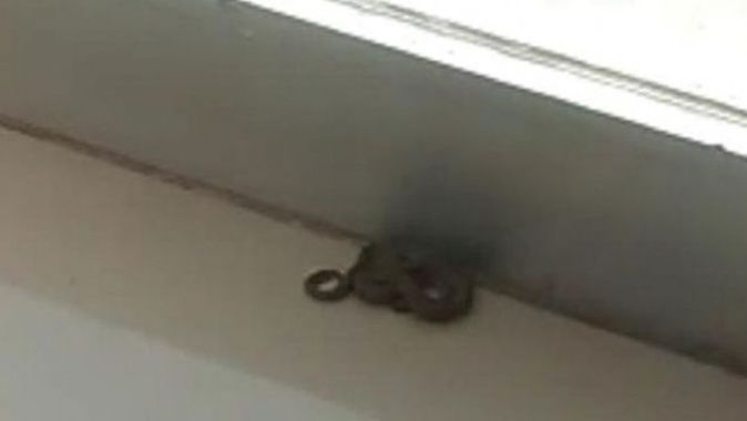 iş yerinde yılan paniği!