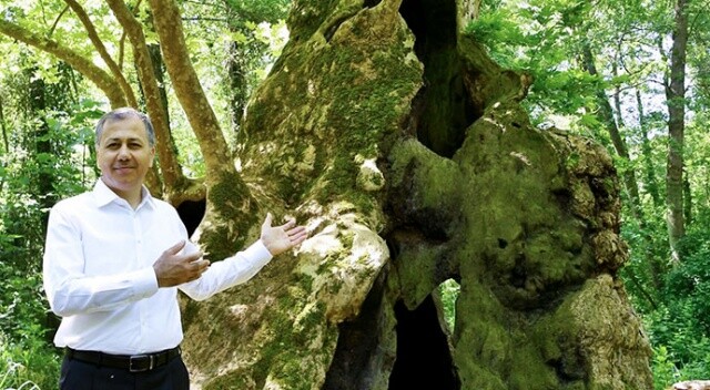 İstanbul Valisi Yerlikaya, şehrin en yaşlı ağacını ziyaret etti