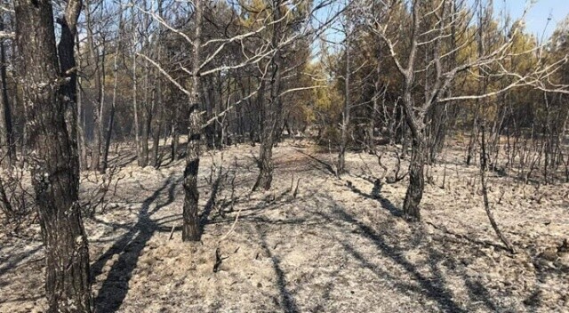 Orman yangınında 6 hektar alan zarar gördü