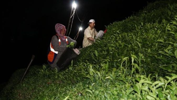Sıcak hava ve nemden bunalan Rizeliler çareyi çayı akşam toplamakta buldu