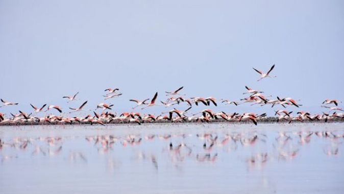 Tuz Gölü’nde flamingoların esrarengiz ölümü dikkat çekiyor