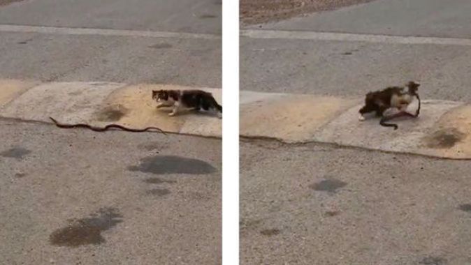 Yolda bulduğu 1 metrelik yılanı ağzına alıp götüren kedi pes dedirtti