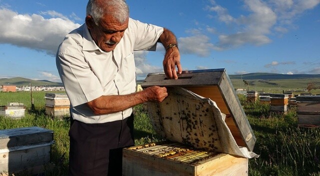 Arı kayıpları üreticiyi endişelendiriyor