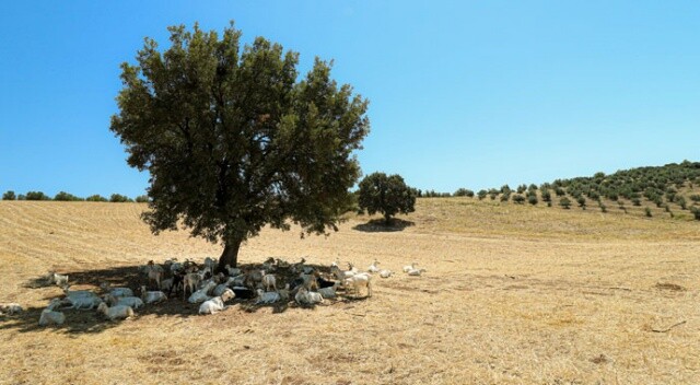 Bir ağaç 50 keçiye gölge oldu