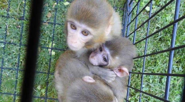 Down sendromlu yavru maymuna kardeşleri bakıyor