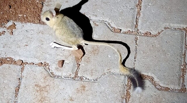 Dünyanın en ilginç hayvanlarından kanguru faresi Adıyaman’da görüldü