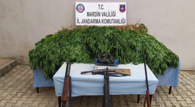 Mardin&#039;de uyuşturucu operasyonu: Tarlasına kenevir eken zanlı tutuklandı