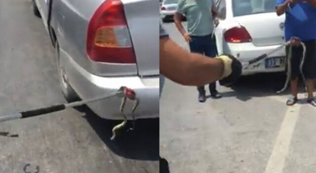 Otomobile giren yılan kazaya neden oldu