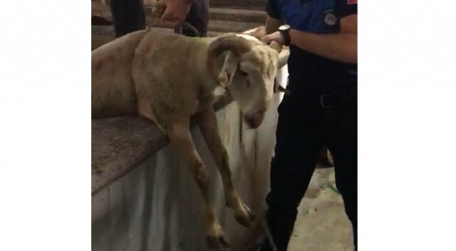 Sahibinden kaçan kurbanlık koyun 7 metrelik kuyuya düştü