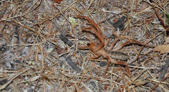 Sarıkız örümceği Arguvanlıları tedirgin ediyor