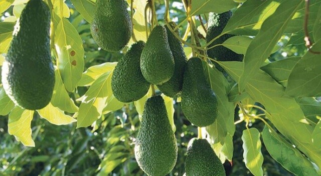 Avokadoda hedef 70 milyon adet üretim
